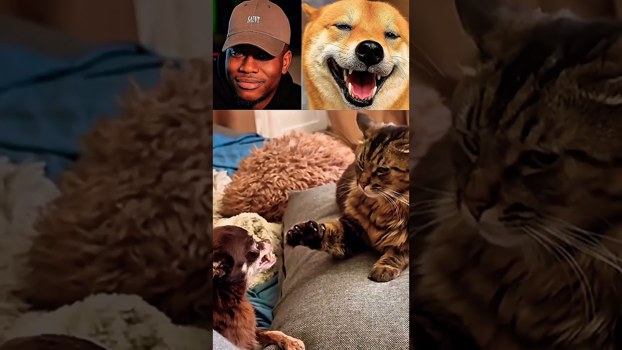 Funny cats vs dogs 🐶🐱| funny animal  