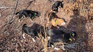 Roark's Blackcreek beagles