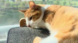 소나는 애교쟁이 #cat #고양이 #고양이일상 #cute #코딱지 #소나#고양이 #cat #cute #kitty