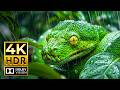 The Most Beautiful Animals on Earth | OLED HDR Dolby Vision 120fps | 4K UHD Experience