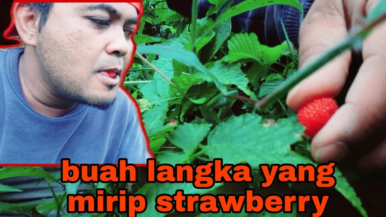 Buah langka.. 