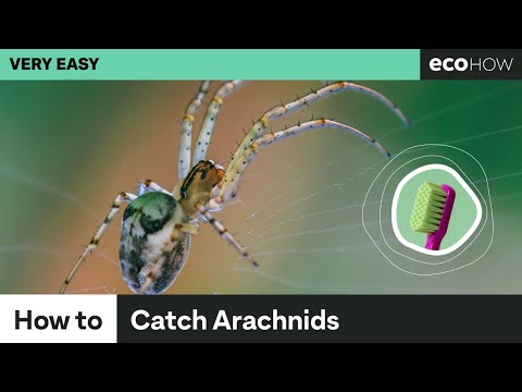 Wideo: Użyj „Spidey Sense”, aby trzymać zwierzęta z dala od pajęczaków