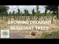 Growing drought resistant trees