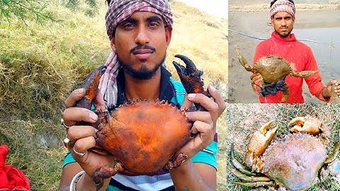 GIANT MUD CRAB Catching | Catching Alimango in the Mangroves | Find Giant Mud Crab OF Sundarban
