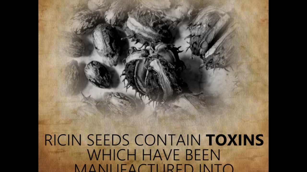 HISTORY OF CASTOR OIL YouTube