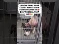 LOREMA FINAL HOUR I DON'T WANT TO DIE SURGERY SAVES ME DON'T SCROLL PAST ME #usa #uk #canada #reels