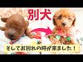 2ヶ月で別犬に…子犬の成長が早すぎた！新しい家族と対面です‼︎家族募集中の子も・・