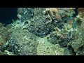 Коралловый риф в Тихом океане.