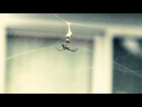 Video Portrait | Macro | Orchard Orbweaver Spider