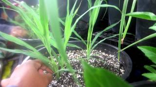 How to grow lemon grass