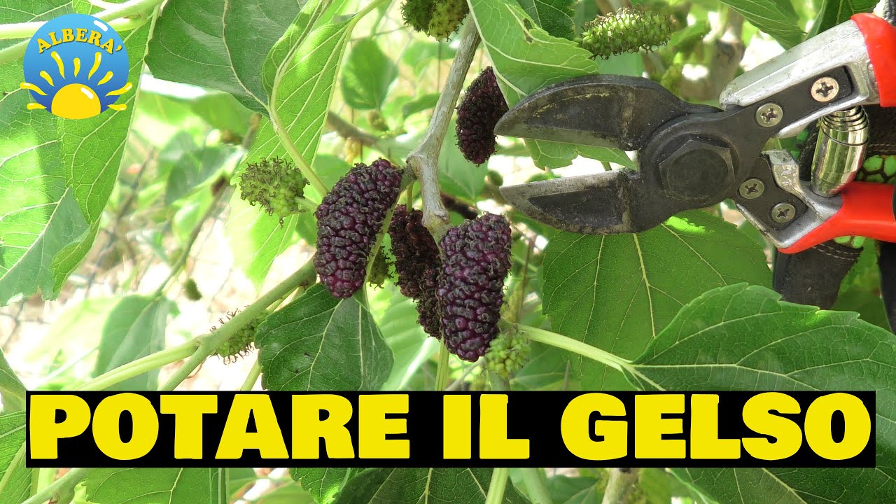 POTARE IL GELSO(L' ALBERO DI MORE), PROVA PRATICA SU GELSO ROSSO E GELSO NERO (poche semplici mosse)