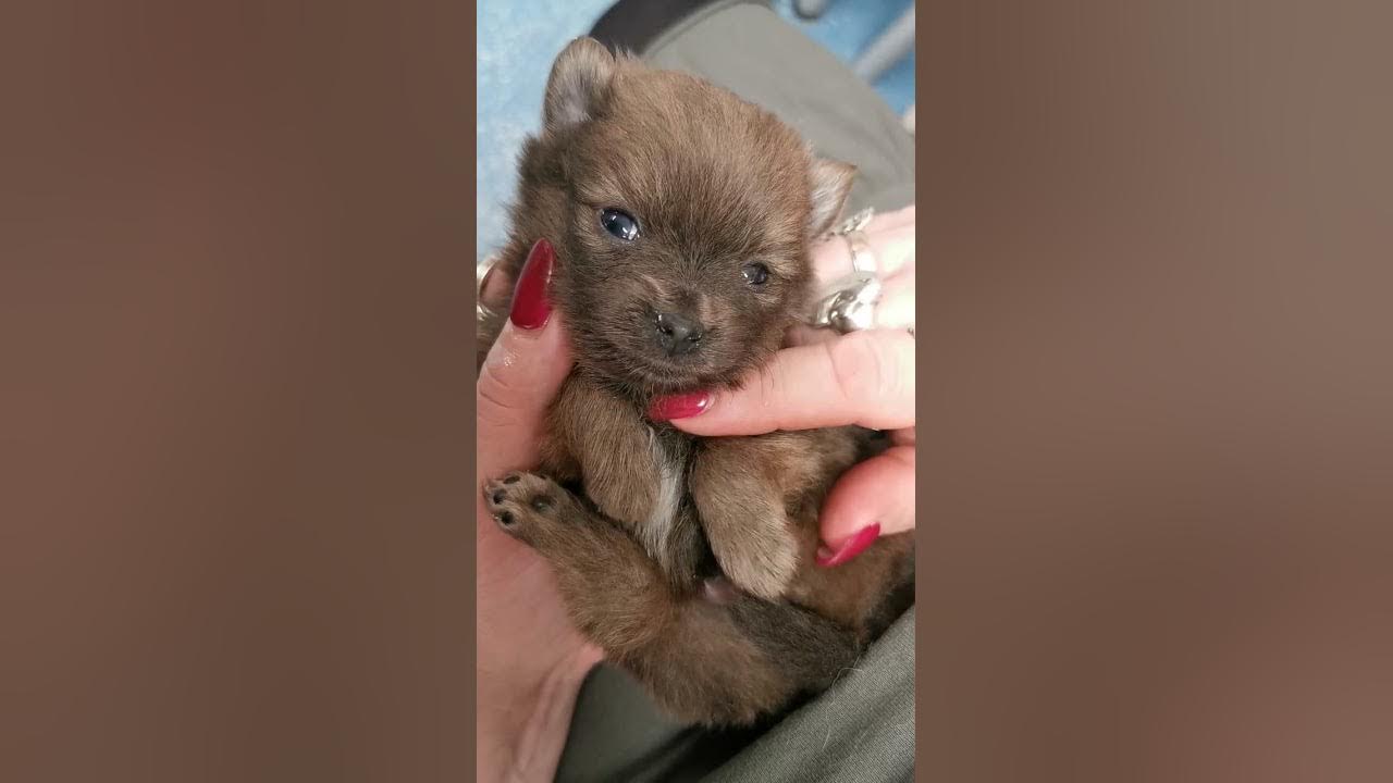 Ganz liebe gute Nacht Grüße mit dem kleinen Rüden von meiner Pomeranian Hündin Tattoo. YouTube