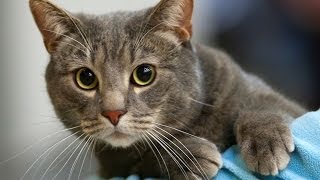 Animal Planet  :   Cats 101 ~ European Shorthair by Movies4U 2,833 views 10 years ago 3 minutes, 27 seconds