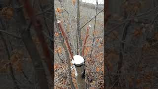 Meşe Ağacına Kestane Aşısı