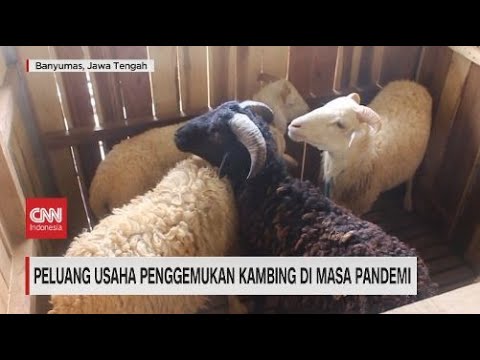 Video: Bagaimana Cara Menangkap Domba Jantan?