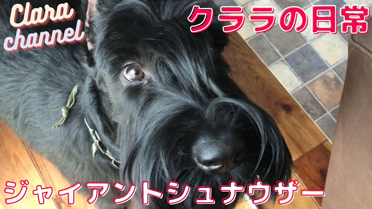 大型犬 クララの日常 ジャイアントシュナウザー Giant Schnauzer Youtube