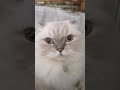 BEYBİİ #cat #music #SEVİMLİ DOSTLARIMIZ #KEDİOYUNCAĞI #MAMA #KUŞVİDEOLARI #abone