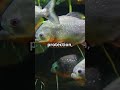 cool Facts About Piranhas