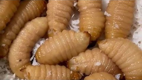 Hướng dẫn nuôi đuông dừa.