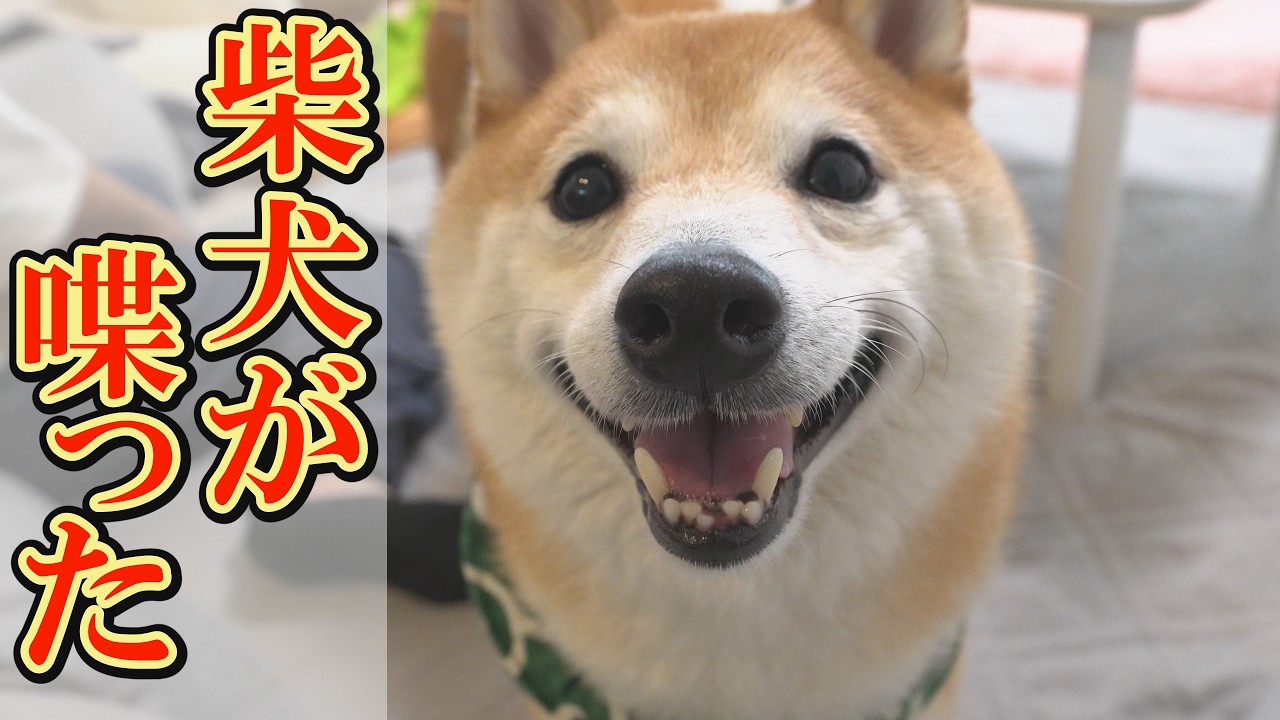 柴犬が好き A Shiba Inu that speaks in dog language with great emotion, just