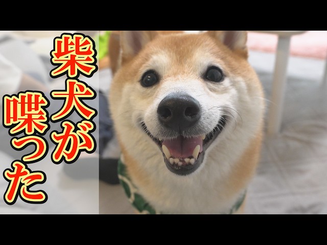 A Shiba Inu that speaks in dog language with great emotion, just
