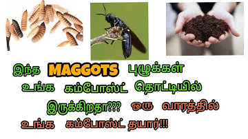 Maggots present in your compost bin Good or bad ?/benefits of Black soldier fly larve  in composting