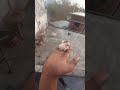 #bollywood #dialough #kabutarandekabdetehain #pigeon #december #kabutar #samisattipigeonclubrwpandis