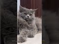 Will You help me? 👺👌🏻 #viral #shorts #cat #kitten #catentertainment #cute #funny