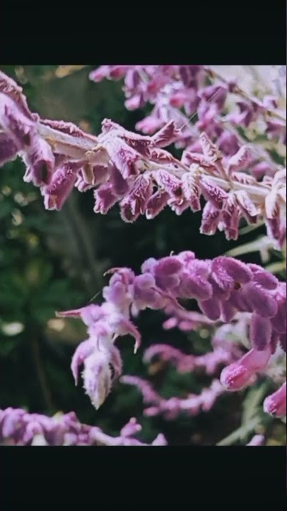 Flowers cinematic | story wa | #Shorts