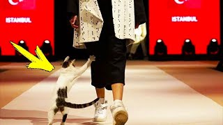 A cat invades the catwalk of a fashion show and something incredible happens!