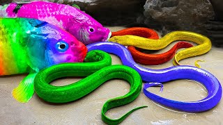 Funny Fish Videos ❤️ Rainbow Koi Fish | Koi Fish Hunt Field Crabs Get Back The Apple | Stop Motion