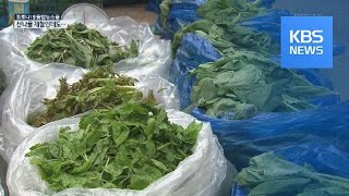 봄나물의 잃어버린 봄…제철 산나물 시장도 ‘울상’ / KBS뉴스(News)