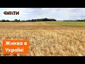 ❌ ГОЛОДУ в Україні НЕ БУДЕ! Попри війну на півдні та сході вже ПОЧАЛИСЯ ЖНИВА — що кажуть аграрії?
