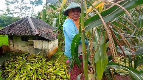 Panen Jagung, Suasana di Kampung Pagi Hari, Kehidupan Sederhana di Pedesaan | Vlog Pedesaan