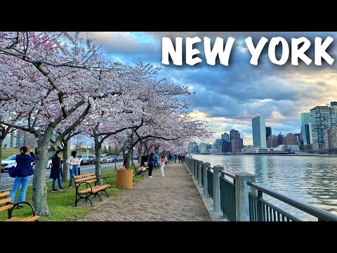 NYC LIVE Roosevelt Island Cherry Blossoms & Tram Ride, Times Square on Saturday (April 9, 2022)