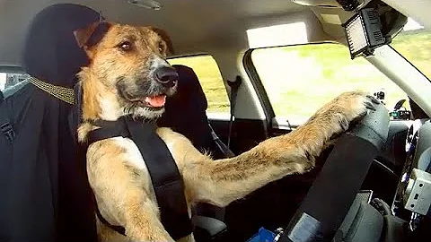 These Rescue Dogs Have Been Trained to Drive a Car - DayDayNews