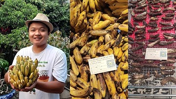 Sản xuất Chuối Hột Rừng Tây Nguyên chất lượng