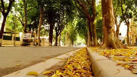 Mùa Thu Đàn Tranh