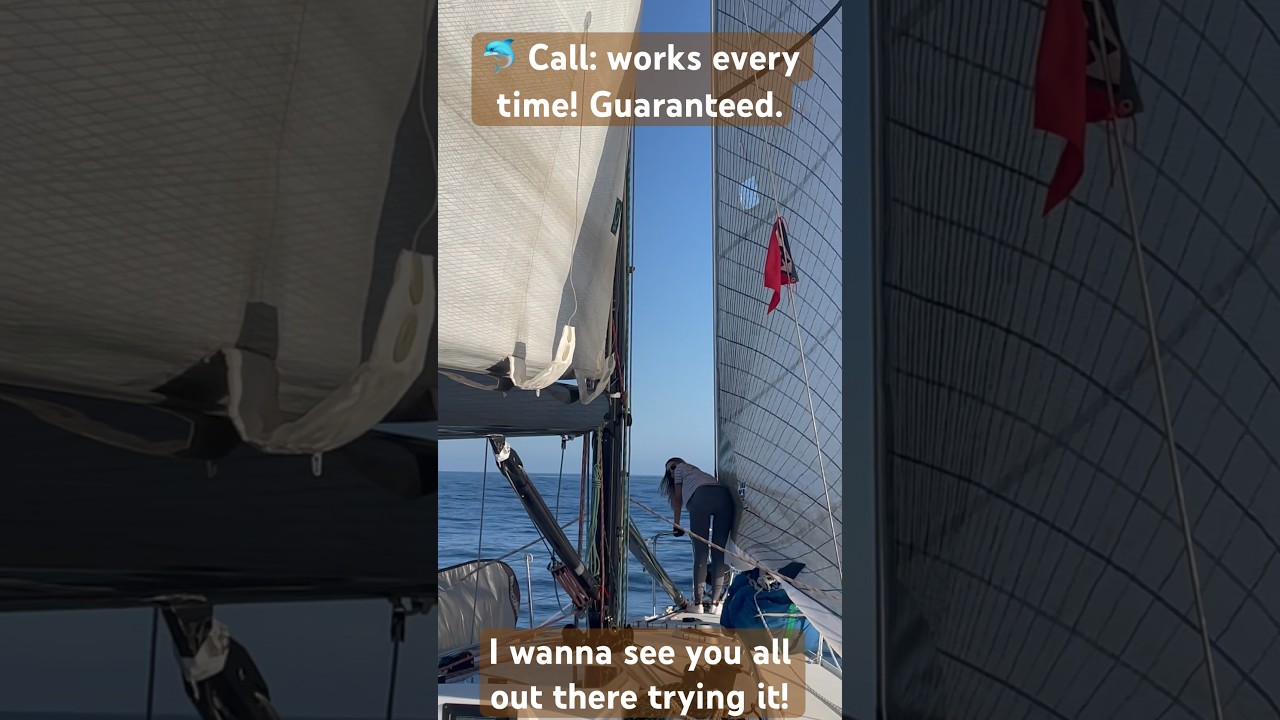 Dolphin 🐬 call: works every time! #ourladydefiant #yachtracing #liveaboard #sailboatracing