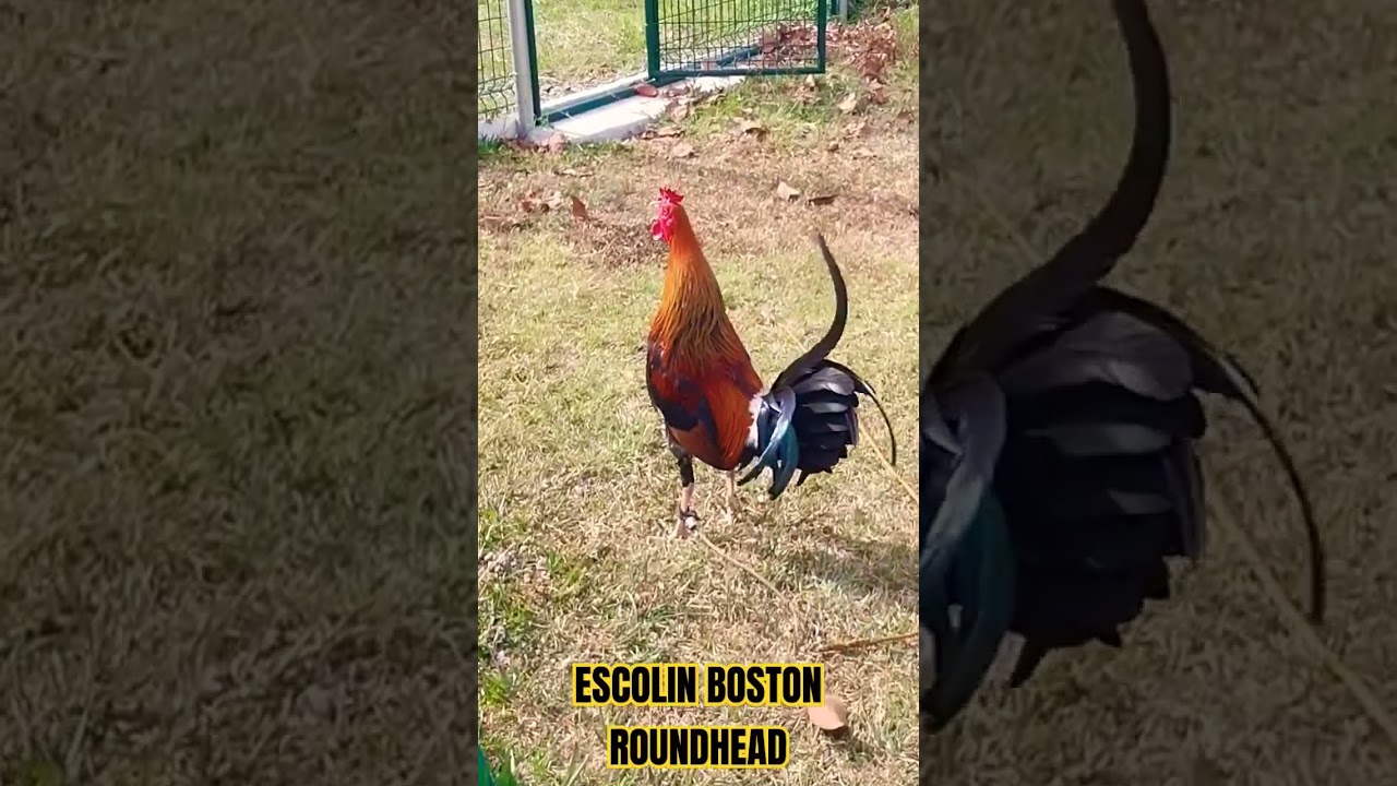 ESCOLIN BOSTON ROUNDHEAD 