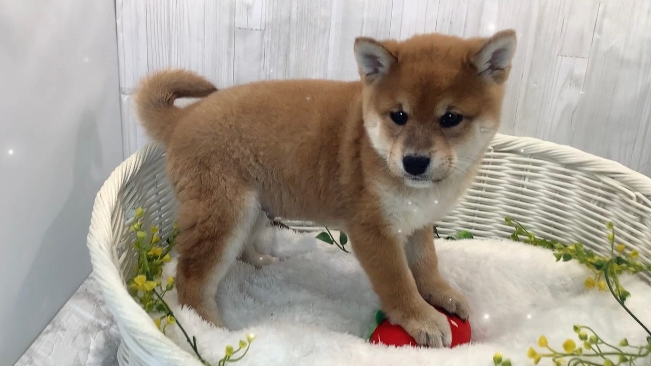 柴犬♂2602D0184 - YouTube