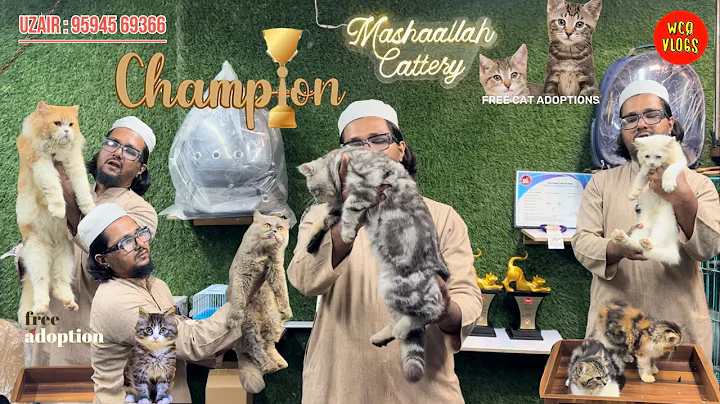 Watch the video about Masha Allah cattery cat kittens available in mumbai #exotic #cat #pets #cats #persiancats cat