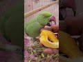मिट्टू की मस्ती और शरारत फुल ऑन! 🦜 Cute Mittu Enjoying Papaya 😋🦜Hungry Mittu Loves Papaya 🦜🥭#shorts