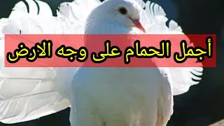 أجمل الحمام في العالم سبحان اللهّ