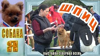 Немецкий шпиц. Выставка собак всех пород Северная осень. Щенок 6 месяцев.