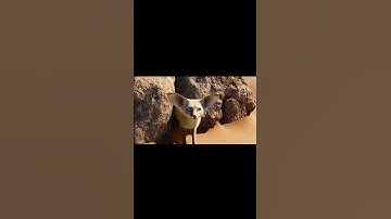 Thumbnail of 🎵 Otter on the Waves – The Catchiest Kids’ Song of 2025!Ticker: “🦦 Catch the wave, feel the beat!”