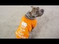 How to make a dog shirt out of a t shirt