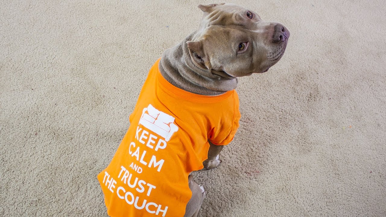 pitbull dog shirts