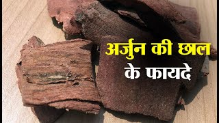 अर्जुन की छाल के फायदे | Arjun Ki Chaal Ke Fayde | Arjun Ki Chhal Ke Fayde