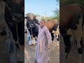 اغلى عجل لحم في سوق منوف اسعار المواشي سوق
